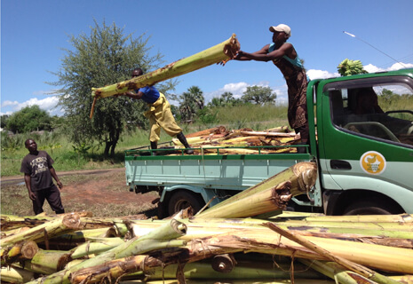 ザンビアでバナナの茎を収穫（写真提供：OnePlanetCafe）を記載