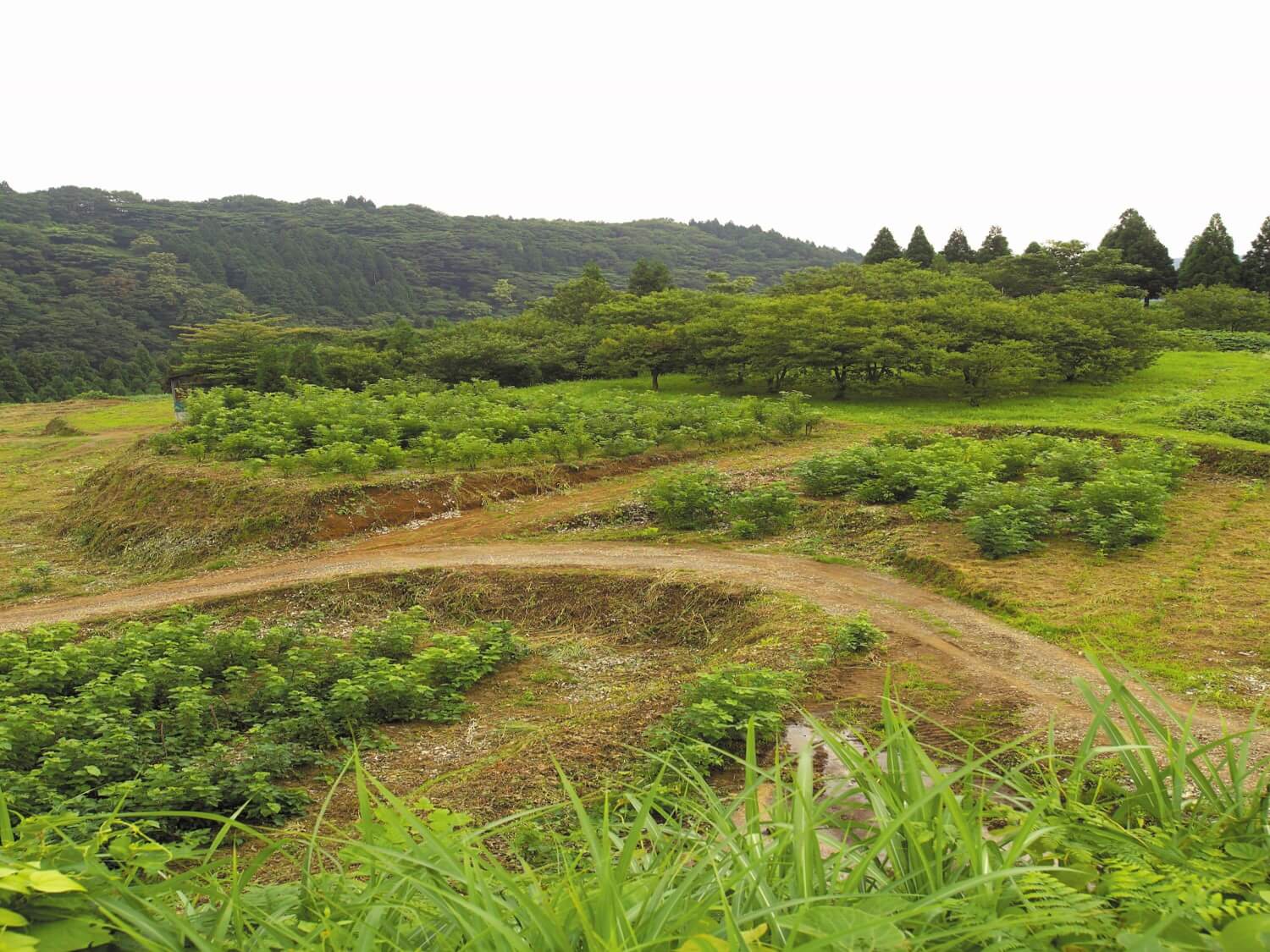 桑畑が復活した里山の景観(2005年撮影)
