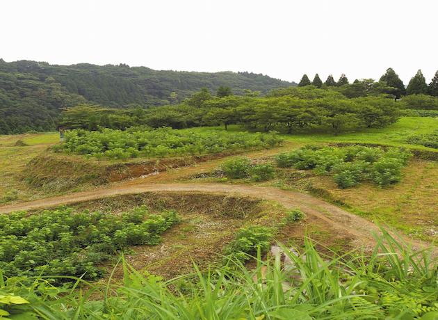 社会福祉法人 フォーレスト八尾会